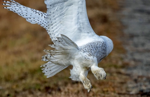 A husky white bird with small black markings and huge feet and talons flying away from the camera