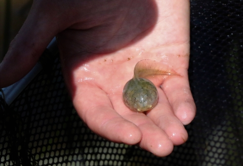 A fat tadpole sits in a persons hand.