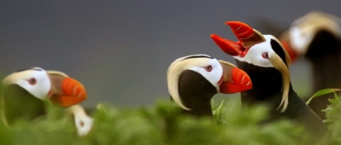 A group of Tufted Puffins