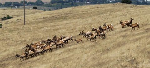 A herd of 3 dozen tule elk run down a grass covered hill.