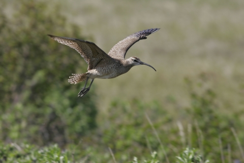 a tan bird with a long beak flying over grass and shrubby vegetation. 