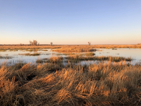 Wetland 