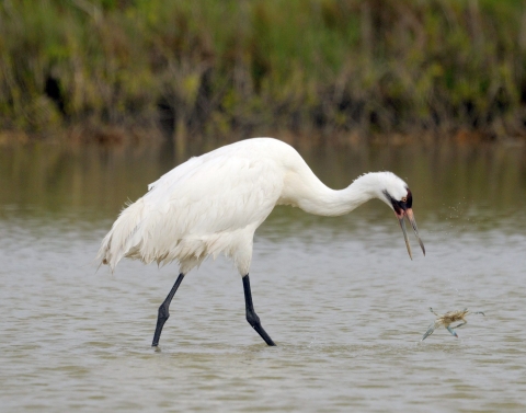 A large white bird with black legs, black markings around its eyes, and a long bill wading about to grab a blue crab out of shallow water