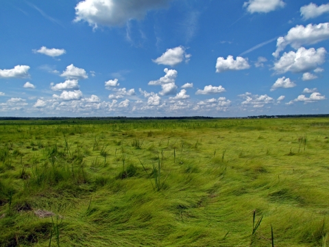 An expansive flat landscape of long, verdant grass is seen underneath a blue sky with intermittent white clouds.