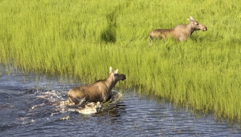 two moose in a wetland