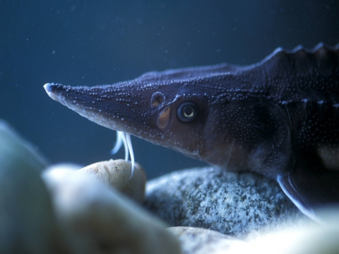 Close up of a juvenile sturgeon's head. Left eye is visible.