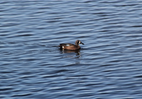 drake blue winged teal on dark water