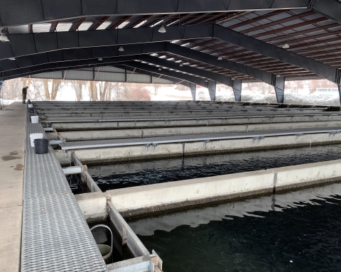 Water-filled raceways are lined up side by side under a broad arching roof.