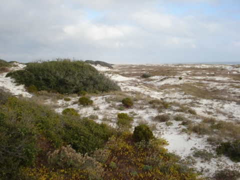 Beach Dunes along the Alabama Gulf Coast