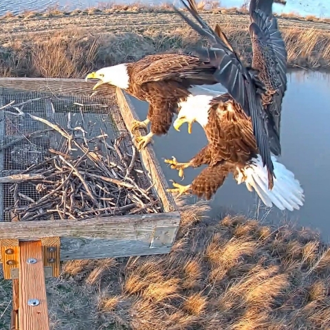 Two bald eagles land at an osprey platform high above Blackwater National Wildlife Refuge in Maryland.