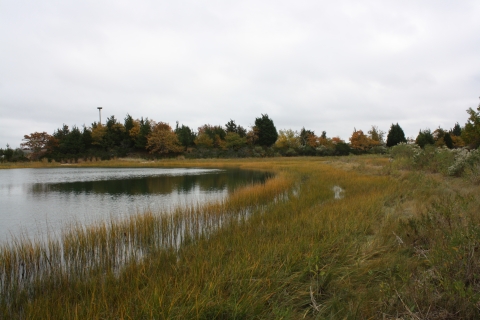 The forest transitions into a saltmarsh 