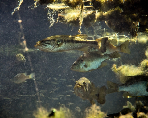 A fish swims in a tank with other fish and has a large mouth and dark, horizontal stripe along the side of its body.