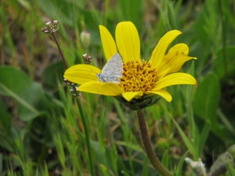 A small light blue butterfly sits on a yellow flower.