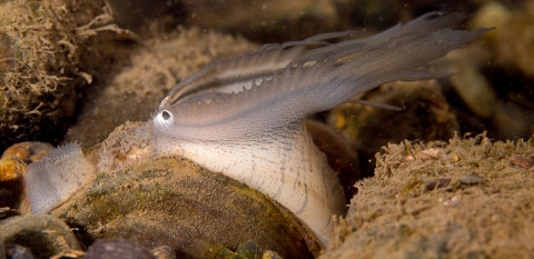 On a rocky river bed under water, something that appears to be a small fish is attached to the open shell of a small mussel.