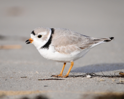 A tiny gray, white and black shorebird called a piping plover at Cape May National Wildlife Refuge.