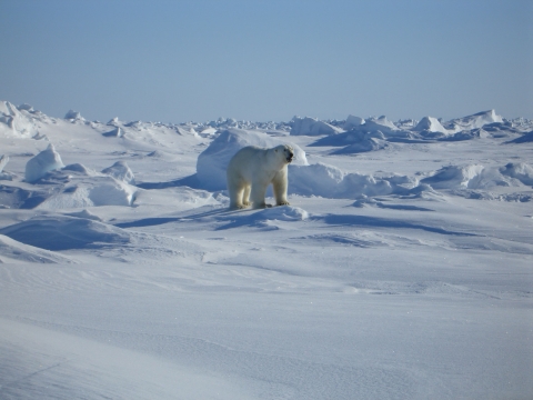 A white polar bear prowls the snowy Alaska coast at Arctic National Wildlife Refuge.