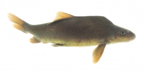 A fish with brownish yellow mottled scales and a hump along its upper back