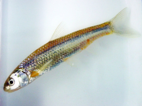 A small silvery minnow with a blue stripe and tiny blue dots down its side.