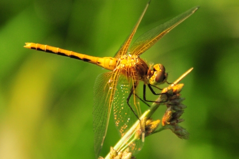 A long-bodied orange insect called a ruby meadowhawk dragonfly rests on a plant at Lacreek National Wildlife Refuge in South Dakota.