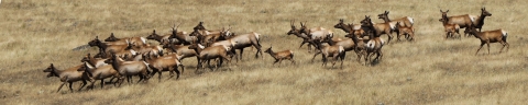 A herd of 3 dozen tule elk run down a grass covered hill.