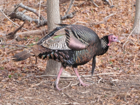 Turkey walks through the forest