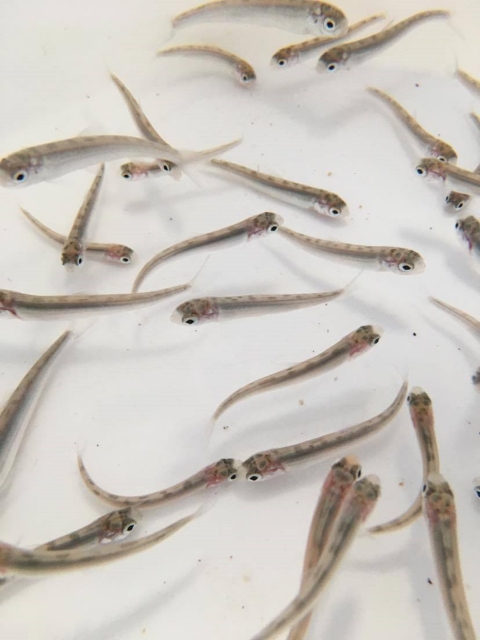 Underwater picture of several dozen Round whitefish fry swimming in a white bucket. These fish are cylindrical, sliver, with large eyes and a small mouth.