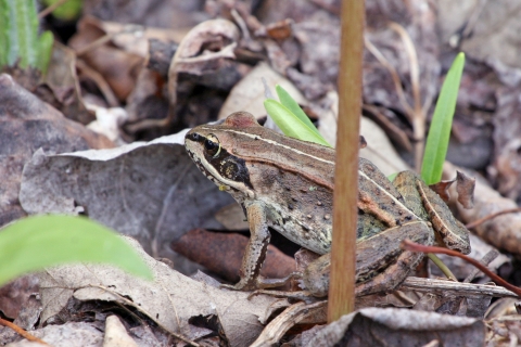 A brown wood frog hides in leaf litter on the forest floor at Necedah National Wildlife Refuge in Wisconsin.