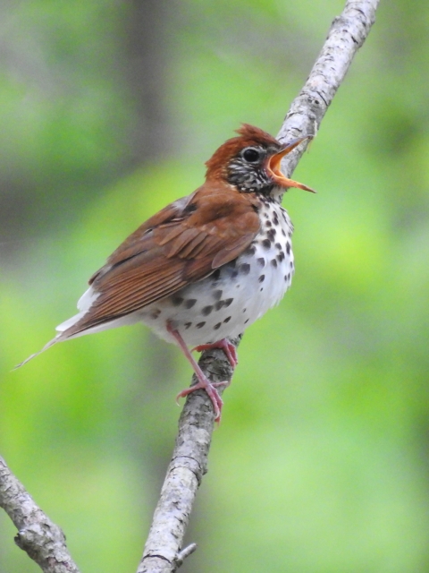 a brown bird with a white, spotted belly perched with its mouth open