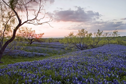 lush purple flowers in the foreground with gentle clouds and sunset in the background. 