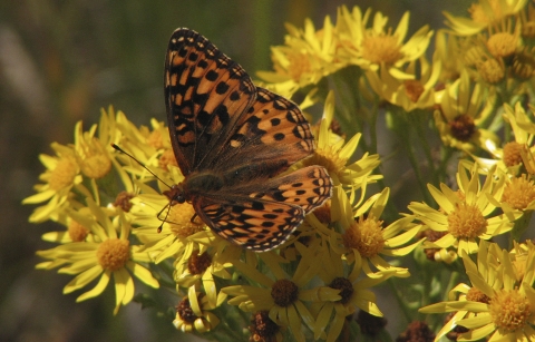  Oregon silverspot butterfly on a yellow flower