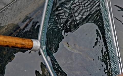 small fish in a net in a tank