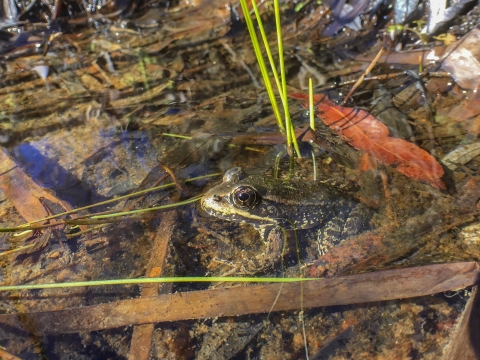 a frog in water.