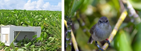 Two images. Left: a bird trap in a marshy area. Right: a Nihoa millerbirds sitting on a twig