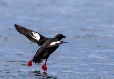 a seabird taking off from water.