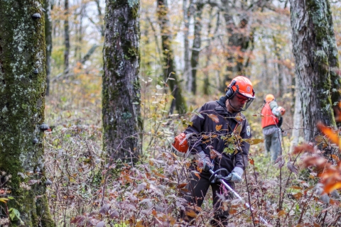 Biologist standing in a forest using a weedeater