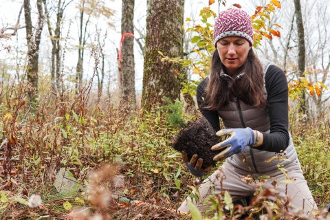 Biologist kneeling on the ground in a forest, holding a young tree with root ball that she's about to plant