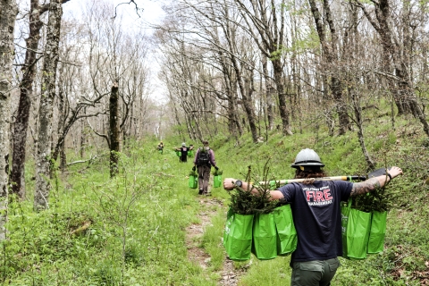 A line of individuals, each with bags of young trees, walks down a trail into a forest