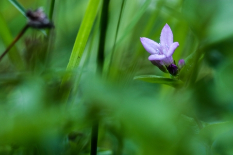 Tiny lavender flower surrounded by greenery