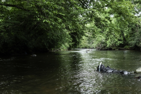 People snorkeling in a river with a forest canopy stretching over the river