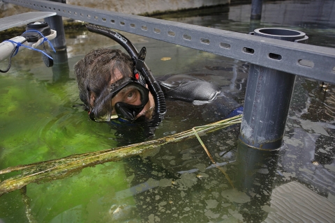 a man snorkeling in a tank