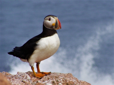 Atlantic Puffin