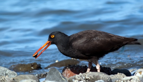 Black Oystercatcher picks up a shell