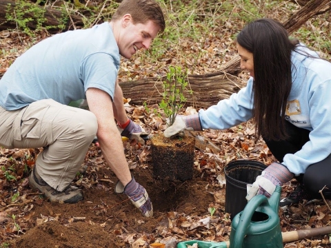 A man and a woman, both employed by Brother International, plant native spicebush, the host plant for the spicebush swallowtail butterfly, at Great Swamp National Wildlife Refuge in New Jersey.