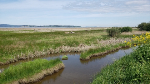 restored wetland area. green grassy area with some yellow flowers on the right. 