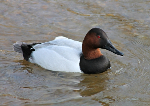 A male canvasback duck swimming.