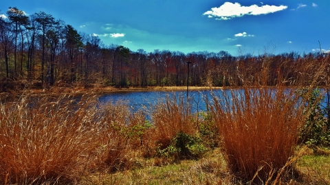 Cash Lake Early Spring