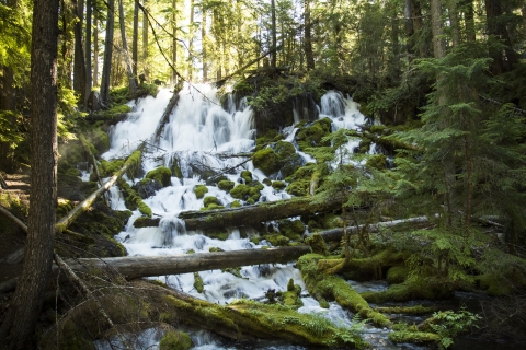 Clearwater Falls Oregon