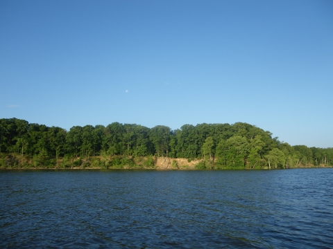 trees across a river