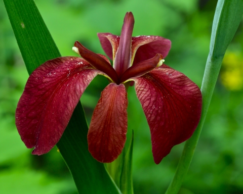 A copper iris in bloom.