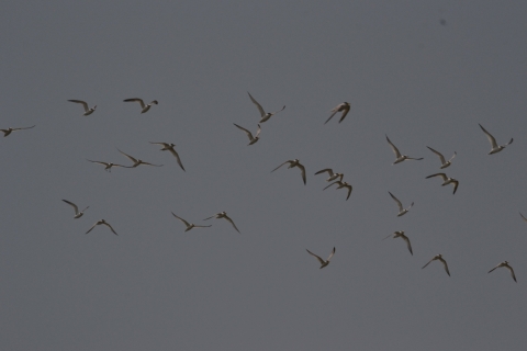 flock of birds in the sky